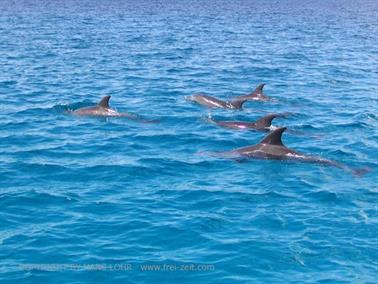 Swimming with dolphins, Zanzibar, DSC07863b